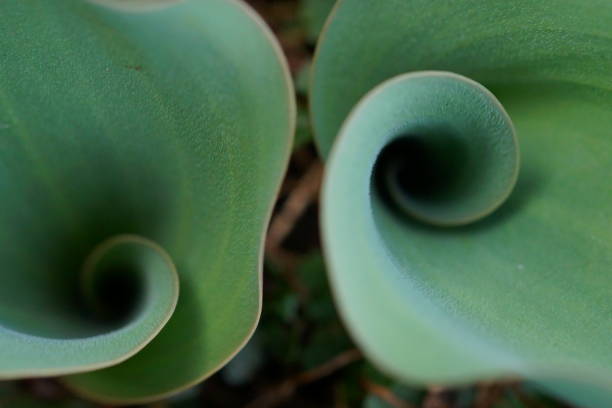 istock Fibonacci essence in nature; the growth spiral of the tulip leaf 2081878607