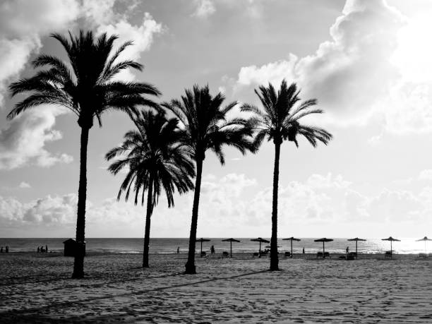 Palm trees on sandy beach under blue sky with clouds