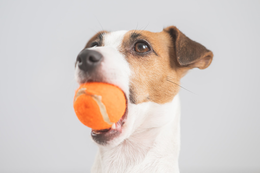 Close-up portrait of a Jack Russell Terrier dog holding a small orange ball