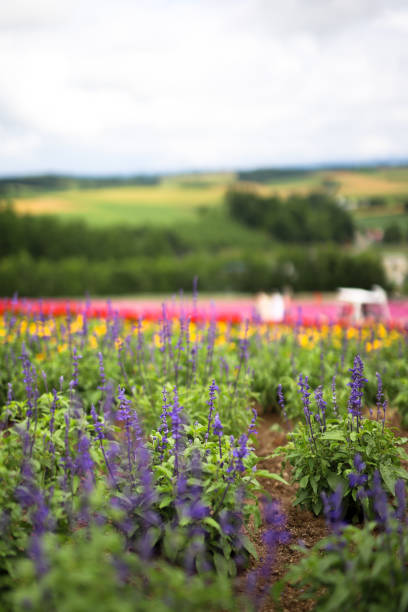 istock Nature of Hokkaido 2081905737