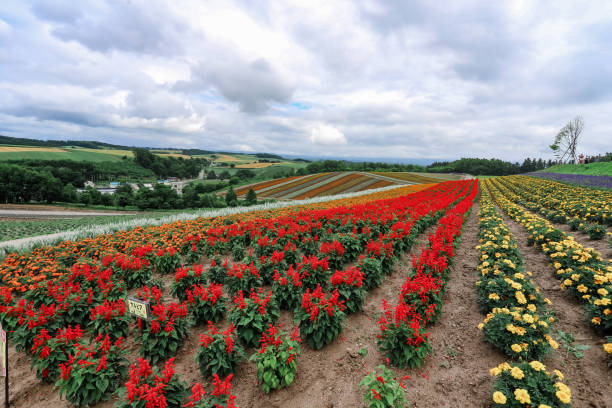 istock Nature of Hokkaido 2081906333