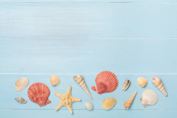 istock Sea shells on wooden background, top view 2081909033