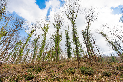 Felled trees. Cutting forest and destruction in Fruska Gora in Serbia