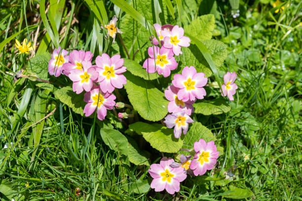 istock Pink wild primroses (primula vulgaris) flowers 2081913240