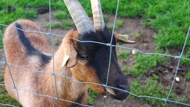 Close Up Goat in Field Behind Fencer Wire