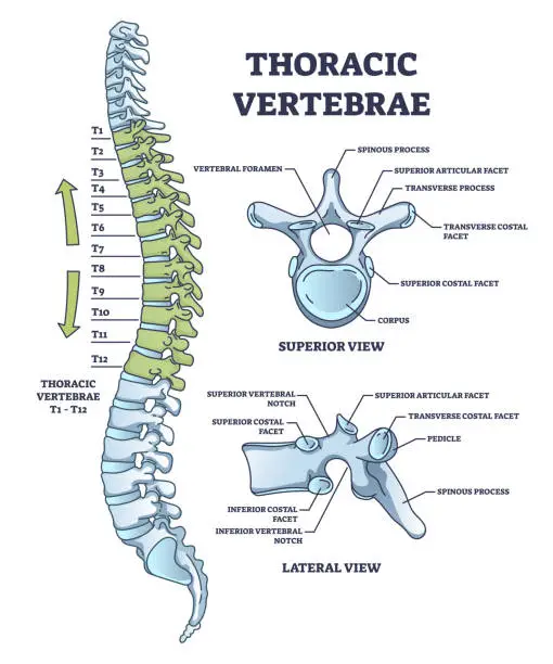 Vector illustration of Thoracic vertebrae location and medical structure description outline diagram