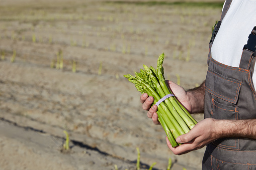 Farmer with bunch of green asparagus in sunny day on field background
