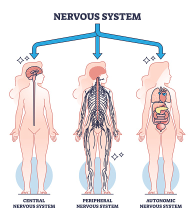 Nervous system main central, peripheral and autonomic parts outline diagram. Labeled educational scheme with neurology sections and body neurons division vector illustration. Nerve connection network