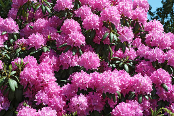 istock Rhododendron catawbiense 'Roseum Elegans' 2081931120