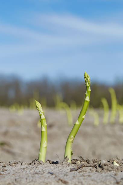 Green asparagus plant growing in the field in sunny day, blue sky