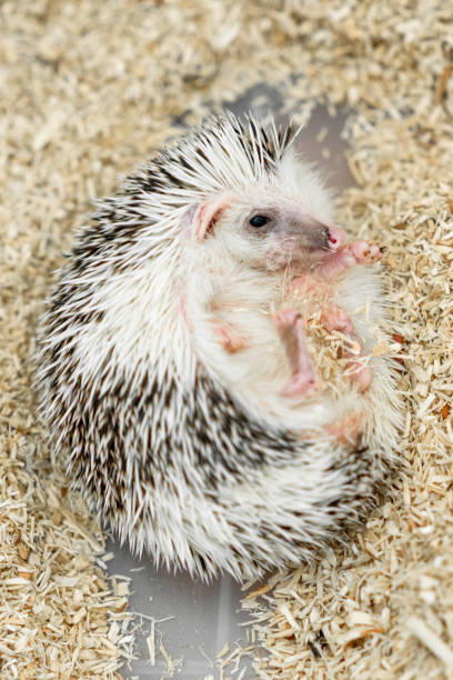istock The four-toed hedgehog, also known as the African pygmy hedgehog 2081935932