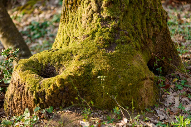 The tree that looks like a shoe