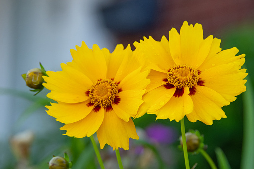 Spring flowers-Lance-Leaved Coreopsis-Howard County, Indiana