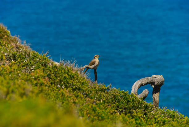 60+ Méliphage Chanteur Photos, taleaux et images libre de droits iStock