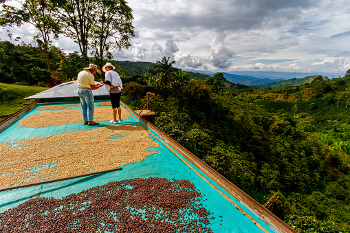 Jardin, Colombia - January 12, 2023: Coffee farmer with a tourist woman select coffee beans in the roastery with a coffee plantation in the background