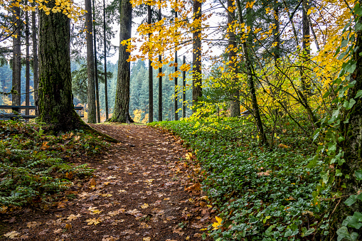 Scenic autumn landscape with walking path in wild forest with wet fallen yellow maple leaves after rain attracts tourists and travelers to actively travel enjoying the beauty of nature in Washington