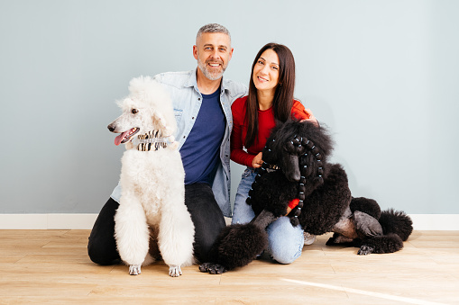 A couple enjoys a moment with their white and black standard poodles, sitting together on a wooden floor against a grey wall.