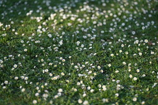 field of daisies