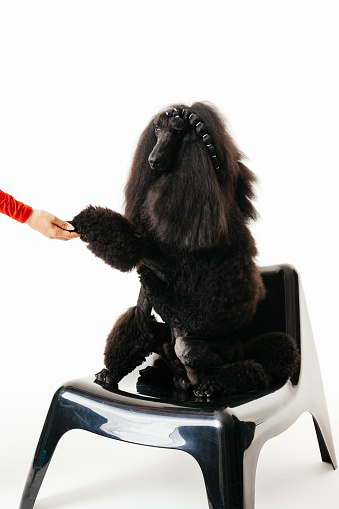 A well-groomed standard poodle dog sits obediently on a chair, engaging with a trainers hand gesture against a white backdrop.