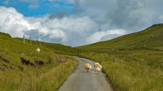 Cute sheep walk along the road while freely grazing in the mountain meadows. Ewes and lambs walking up the asphalt roadway between pastures. Common sight while traveling in scenic Scottish Highlands.