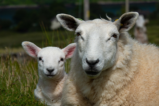 CLOSE UP, PORTRAIT: Adorable ewe and her lamb with thick white woolly coats. Cute animal encounters while travelling and exploring around picturesque Isle of Skye in Scottish Highlands during summer.