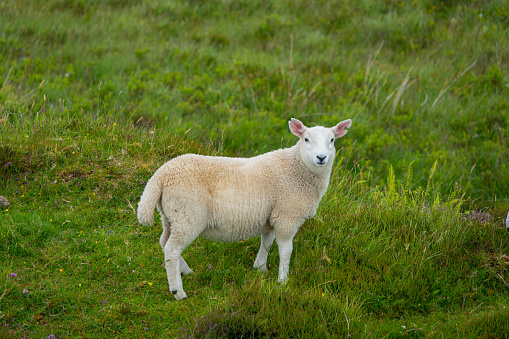 PORTRAIT: Young lamb standing on a verdant mountain pasture on Isle of Skye. Free grazing farm animals on a green hilly island in northern Scotland. Adorable animal encounters in idyllic countryside.