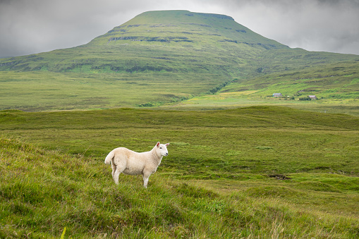 Lone lamb grazes in a green pasture among majestic hills shrouded in clouds. Free grazing farm animals on a green hilly island in northern Scotland. Adorable animal encounters in idyllic countryside.