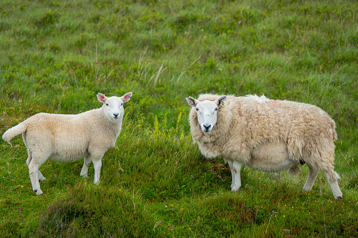 PORTRAIT: Ewe and her lamb looked towards camera while grazing on a green pasture. Adorable animal encounters on a holiday travel around picturesque Isle of Skye in Scottish Highlands in summertime.
