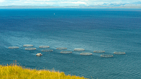 Floating fish farm with circular mesh enclosures, visible from grassy cliff top. Industrial seafood production in natural environment. Commercial aquafarm for growing fish in deep blue fresh seawater.