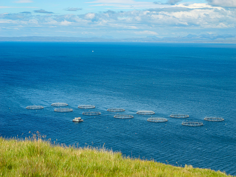 View from grassy clifftop of aquafarm with round net pens for fish breeding. Industrial seafood production in natural environment with floating mesh constructions in wavy ocean water near coastline.