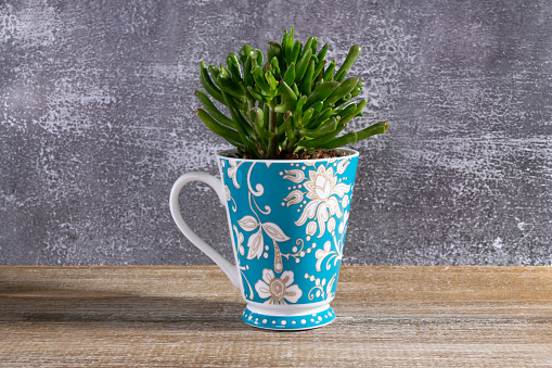 Cute little succulent Crassula ovata (Mill.) Druce or Jade plant is growing in a blue tea mug indoors on the wooden brown table.