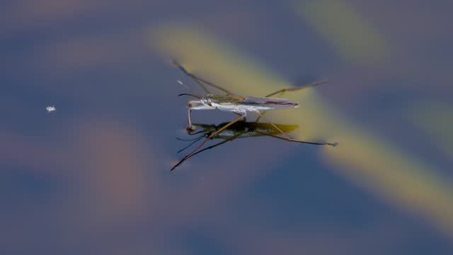Close up of wild water strider resting on water surface in wilderness. Sunny day on pond in nature.