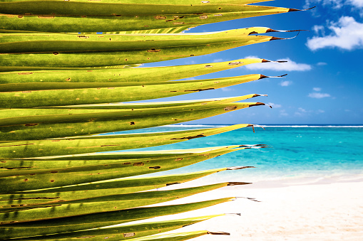 Tropical island shoreline palm trees with aqua blue ocean