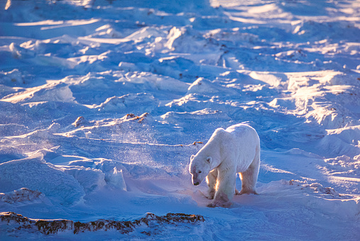 A beautiful polar bear is carefully touching the sea surface in order to cross a melt pond in the high Arctic Ocean, which is strongly influenced by climate change.