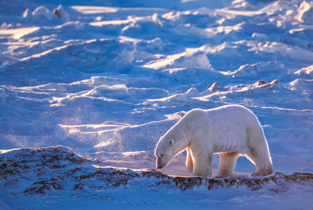 istock One Wild Polar Bear Walking on Frozen Tundra 2082039319