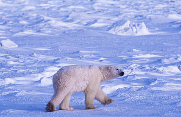 One wild polar bear (Ursus maritimus) walking on the frozen tundra along the Hudson Bay, waiting for the bay to freeze over so it can begin the hunt for ringed seals.Taken in Cape Churchill, Manitoba, Canada.
