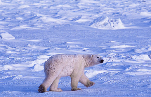 One wild polar bear (Ursus maritimus) walking on the frozen tundra along the Hudson Bay, waiting for the bay to freeze over so it can begin the hunt for ringed seals.

Taken in Cape Churchill, Manitoba, Canada.