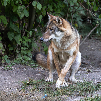 The wolf, Canis lupus, also known as the grey wolf or timber wolf is a canine native to the wilderness and remote areas of Eurasia and North America.