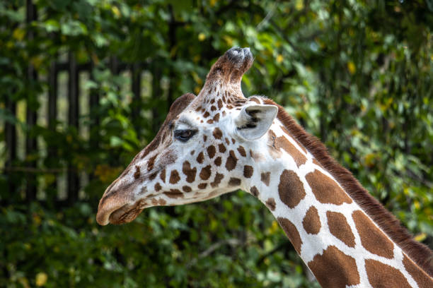 The giraffe, Giraffa camelopardalis is an African even-toed ungulate mammal, the tallest of all extant land-living animal species, and the largest ruminant.