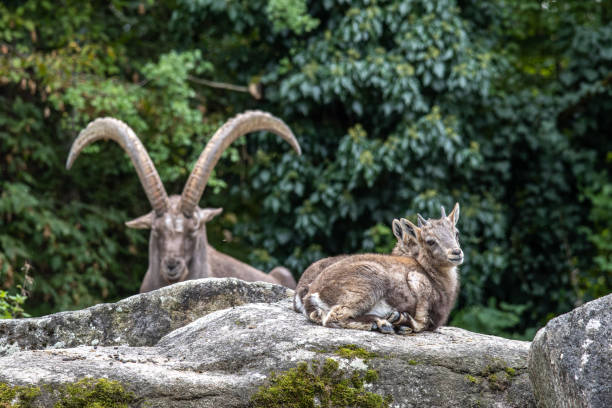 Steinbock junge