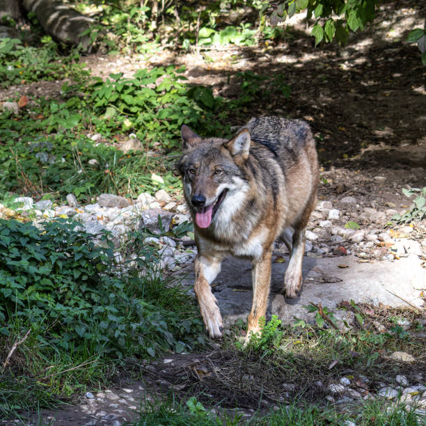 istock European Grey Wolf, Canis lupus in a german park 2082046163
