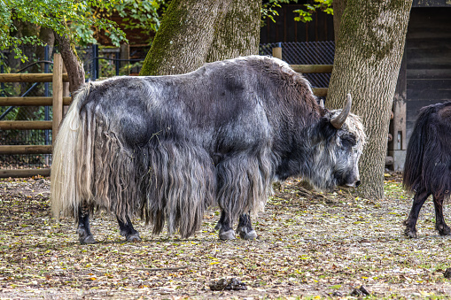 The domestic yak, Bos grunniens is a long-haired domesticated bovid found throughout the Himalayan region of the Indian subcontinent, the Tibetan Plateau and as far north as Mongolia and Russia.