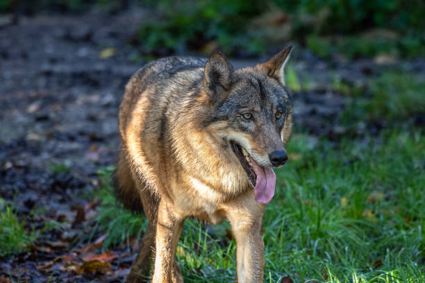 Female Wolf(Canis lupus) walking head portrait, Bialowieza Forest, Poland,Europe