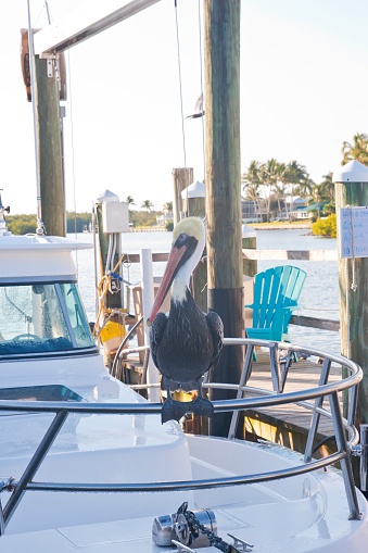 A hitchhiker pelican sitting on a railing of a fishing boat at the pier at Fort Myers Harbor, Florida, Gulf of Mexico, USA.
