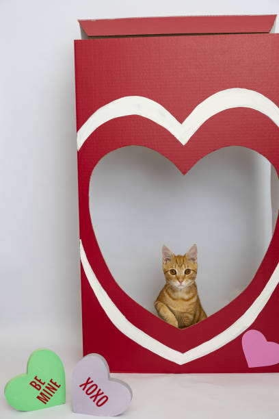 Tabby love box