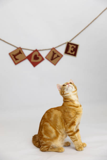 Orange cats are a common coat color found in many breeds of cats, including native Thai cats. The orange color comes from a gene on the X chromosome, which allows orange cats to appear in common native cats.