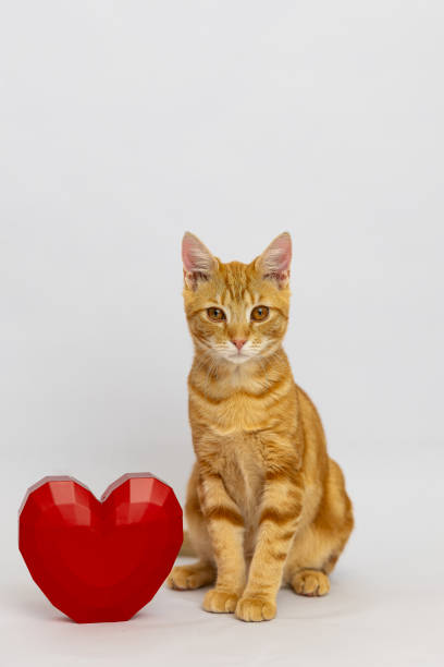 istock Orange tabby kitten sitting next to a ceramic heart 2082056835