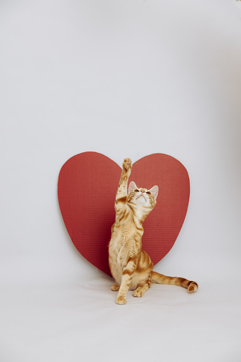 Tabby love heart