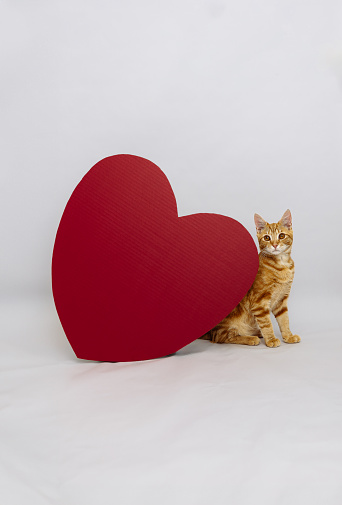 Tabby cat heart
