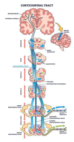 Corticospinal tract or pyramidal neuronal pathway outline diagram. Labeled educational scheme with body motor function neural system vector illustration. Anatomical detailed structure of neuron cord.